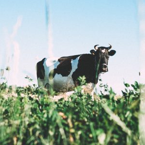 Dairy